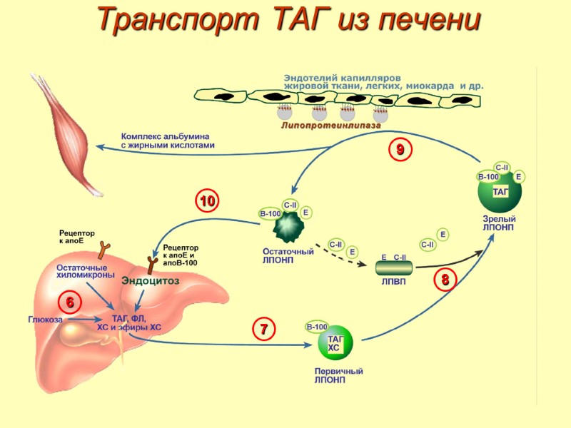 Транспорт ТАГ из печени